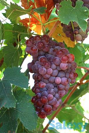 Саженцы винограда, фотография 6