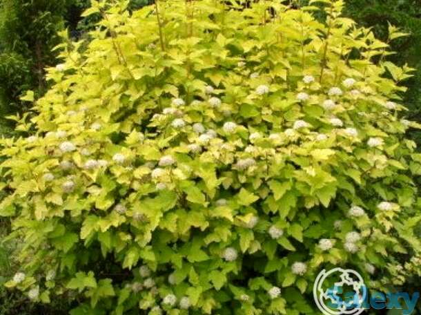 Пузыреплодник лютэус, фотография 1