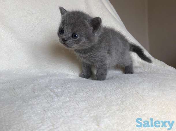 продам британских котят, фотография 2