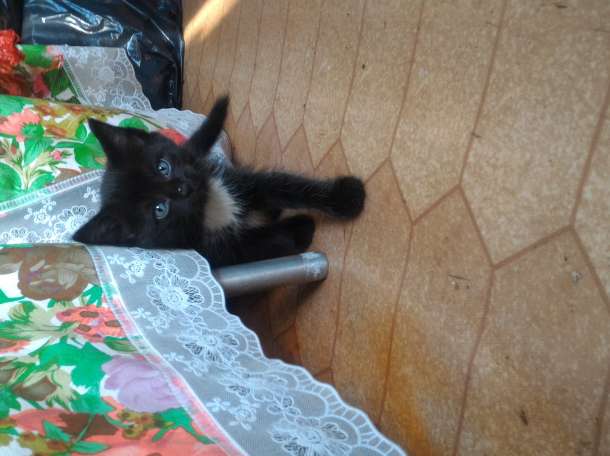 Отдам котят в хорошие руки, фотография 1