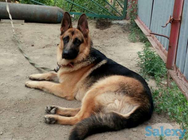 Продам щенков немецкой овчарки, фотография 1