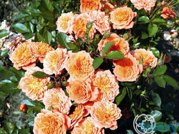 Роза нинетта миниатюрная, тантау, фотография 1