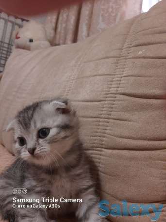 Продам котят мальчиков и девочек., фотография 11