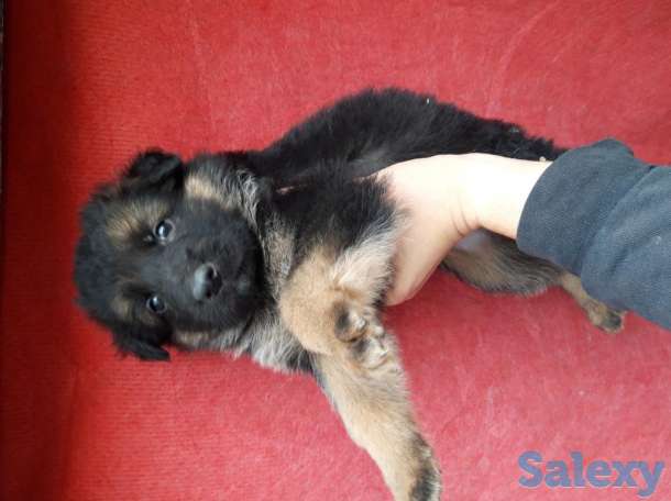 Продам щенков породы немецкая овчарка, фотография 1