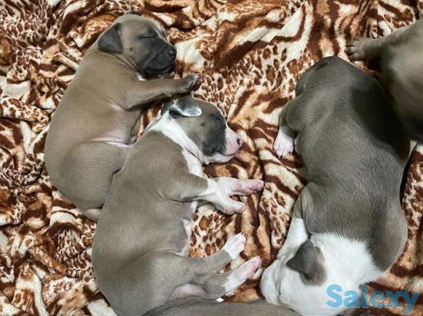 Стаффордширский терьер (стаффорд), фотография 7