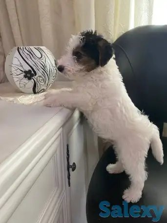 Предлагаются к продаже очаровательные щенки фокстерьера!!, фотография 6