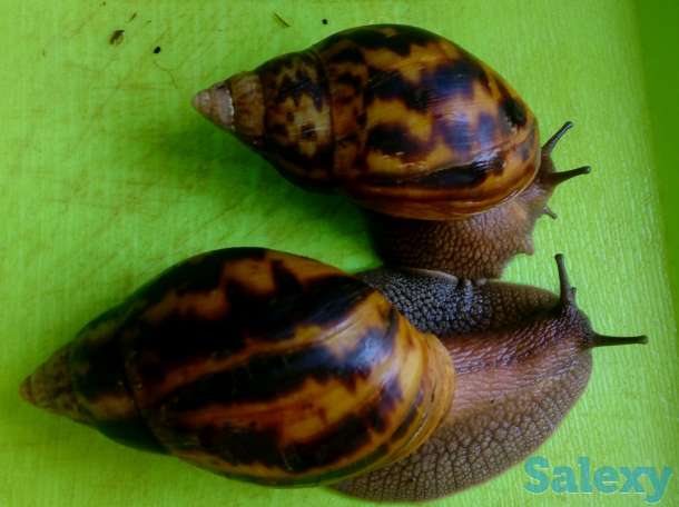 Улитки. Ахатина-Ахатина Тигр, фотография 1