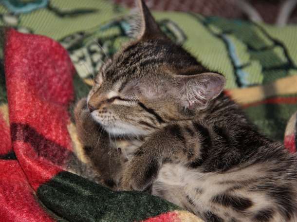 отдам в хорошие руки, фотография 3