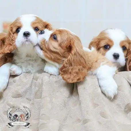 Профессиональный питомник ANGEL MECHTY., фотография 5