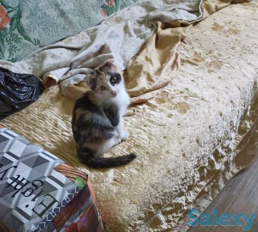 Отдам котенка девочку, двухмесячную, фотография 3