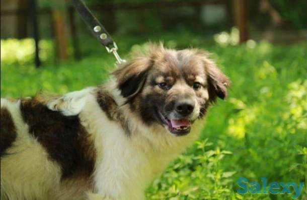 Нужен дом очаровательному Биму, фотография 1