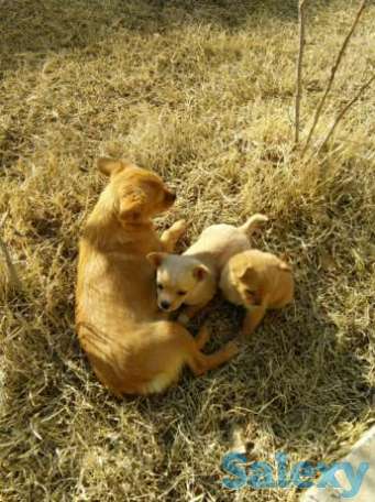 Щенята пинчера, фотография 1