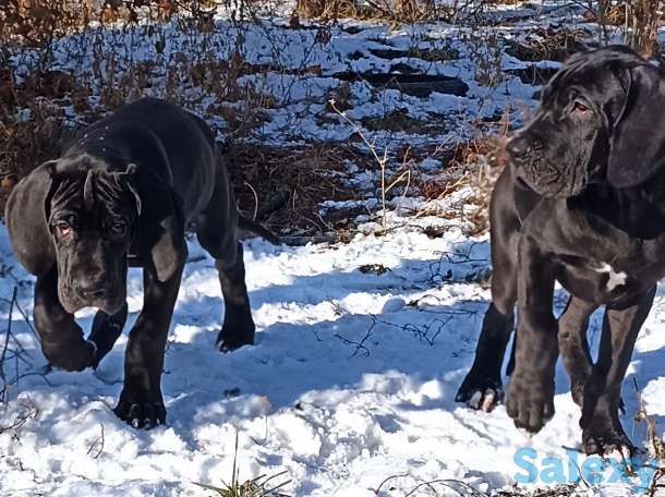Продам щенков немецкого дога, фотография 5