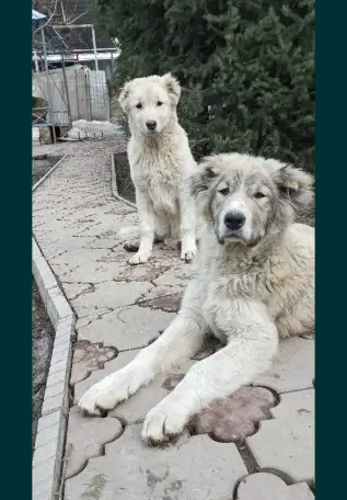 Щенка породы Алабая, фотография 1