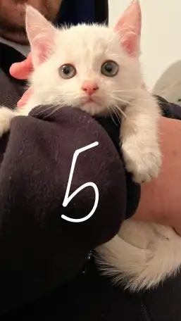 6 котят Девочки Есть домашнюю еду молококорм приучена к лоткуигривыемышеловки, фотография 5