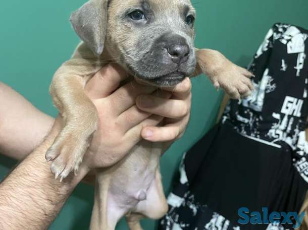 Стаффордширский терьер (стаффорд), фотография 2