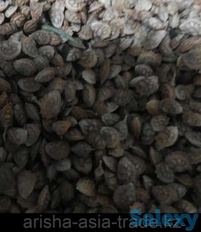 Семена Эспарцет сорта 