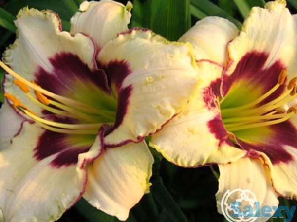 Лилейник Канадиан Бордер Патрол, фотография 1