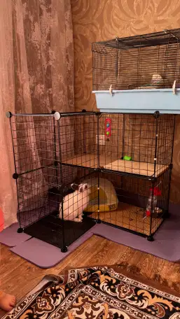 Продаю декоративного кролика!, фотография 1