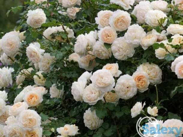 Роза жардин де лессон, дельбар, фотография 1