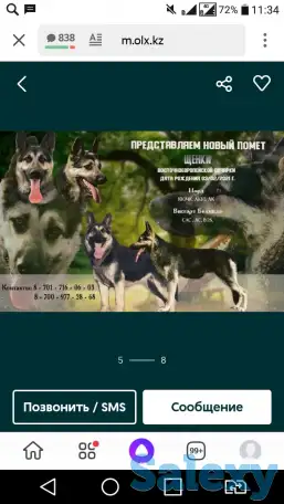 продам Восточно Европейского кабеля 2.5 г, фотография 5