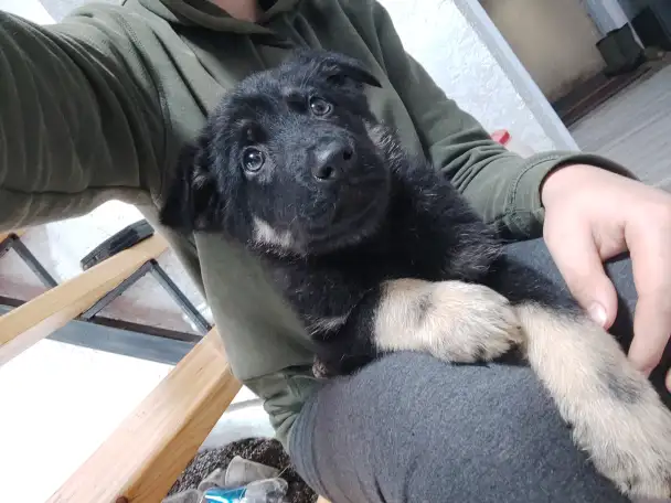 Чистокровные щенки Восточноевропейской овчарки, фотография 1