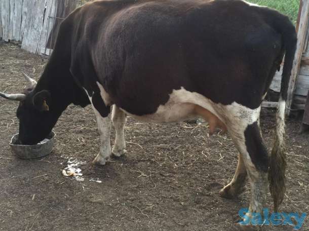 Продам, фотография 3