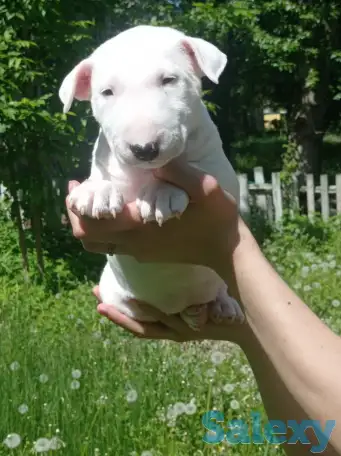 Миниатюрный бультерьер, фотография 17