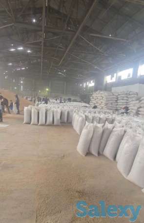 зерно/пшеница, фотография 2