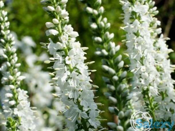 Вероника длиннолистная Шнееризин, фотография 1