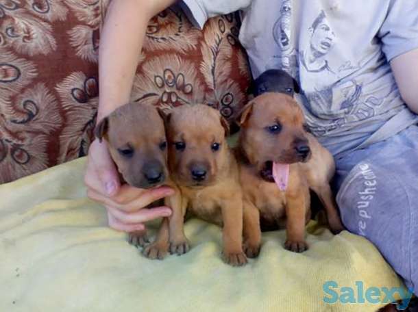 Щенки, фотография 1