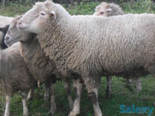 Племенные овцы Прекос (скот из Европы класса Элита и Элита Рекорд), фотография 2