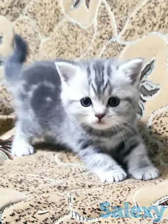 Котята скоттиш фолд и скоттиш страйт, фотография 2