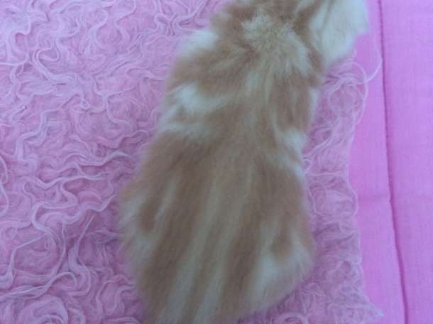 Продам шотландских котят, раннее бронирование , фотография 5