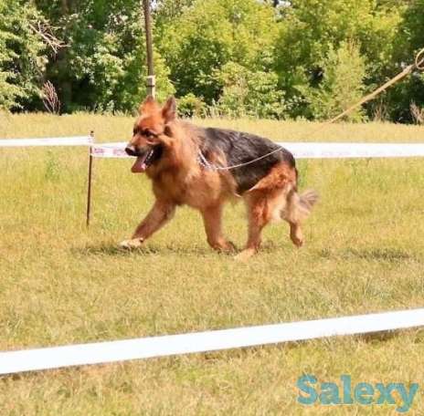 Кобель для вязки, фотография 2