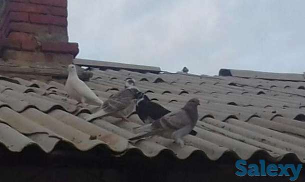 Продам голубей, фотография 1