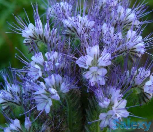 Семена фацелии пижмолистной - 