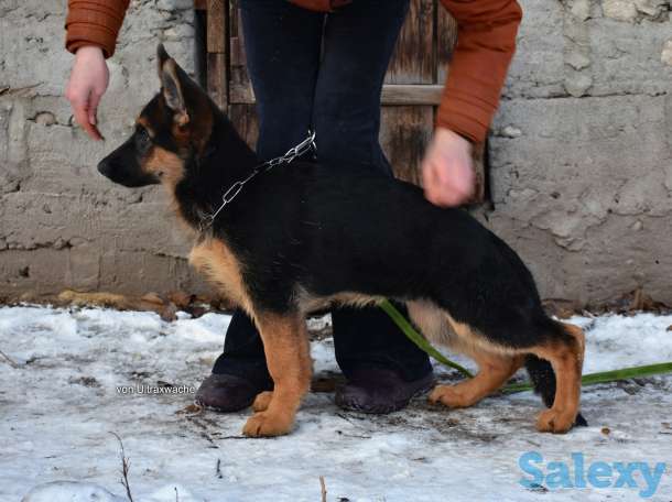 Щенки от Титулованных родителей, фотография 5
