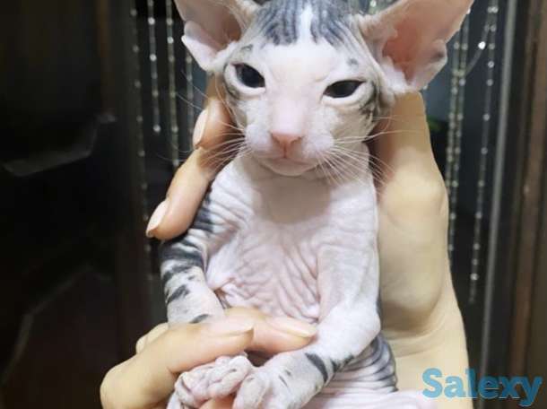 Котята сфинкс, фотография 4