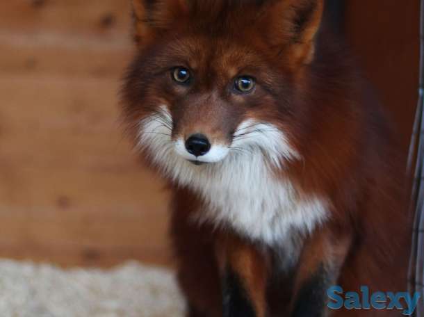 Домашние лисята, лисы, фотография 5