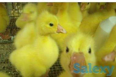 Гусята (молодняк), фотография 4