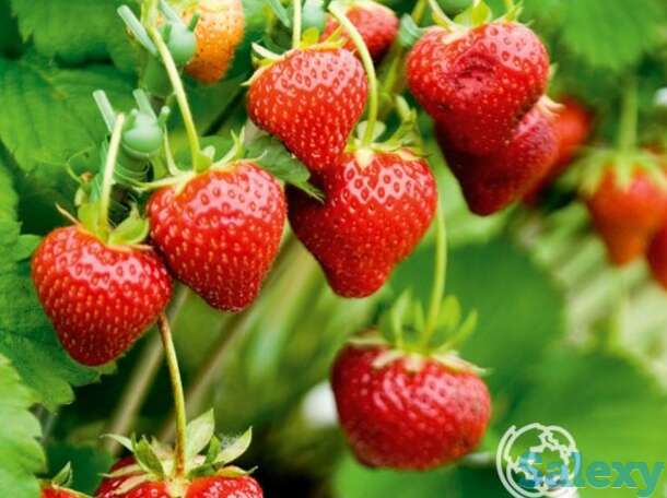 Семена Клубника Медовое лето 5шт, фотография 1