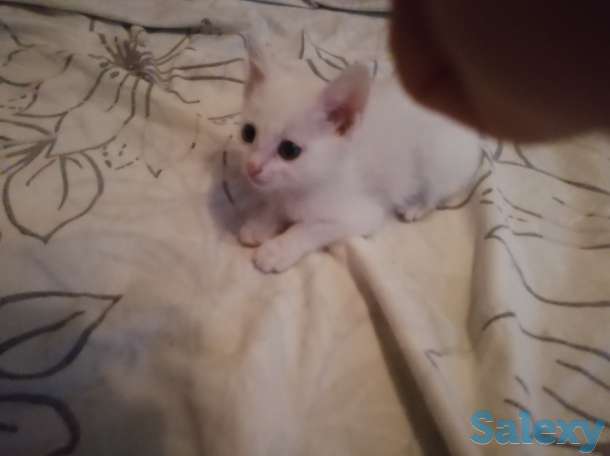 Отдам котят, фотография 4