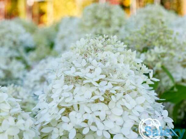 Гортензия роял фловер, фотография 1