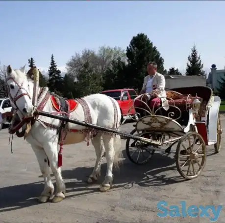карета Диана аренда, прокат, фотография 1