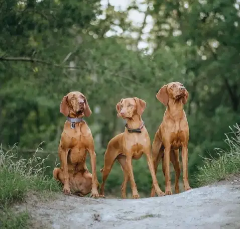 Щенки Венгерской выжлы, фотография 7