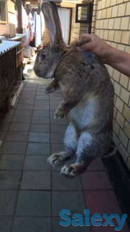 Срочно продам кроликов, фотография 1