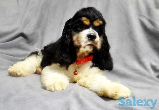 Американский Кокер Спаниель, фотография 1