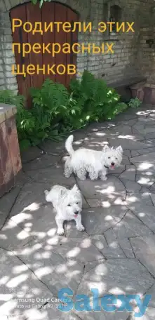 Чудесных щенков, фотография 1