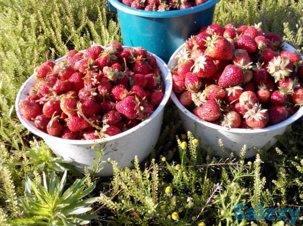 Дом, с.Сосновый Бор Клановая 16, фотография 6